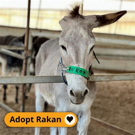 safe haven for donkeys in the holy land|Donkeys for Adoption .